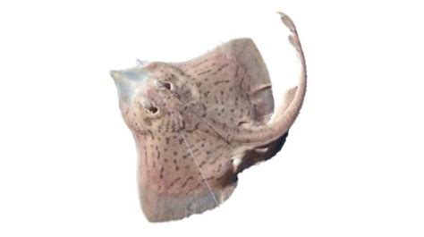 Fishing for Brown ray: Fish Species – FishAngler.com.